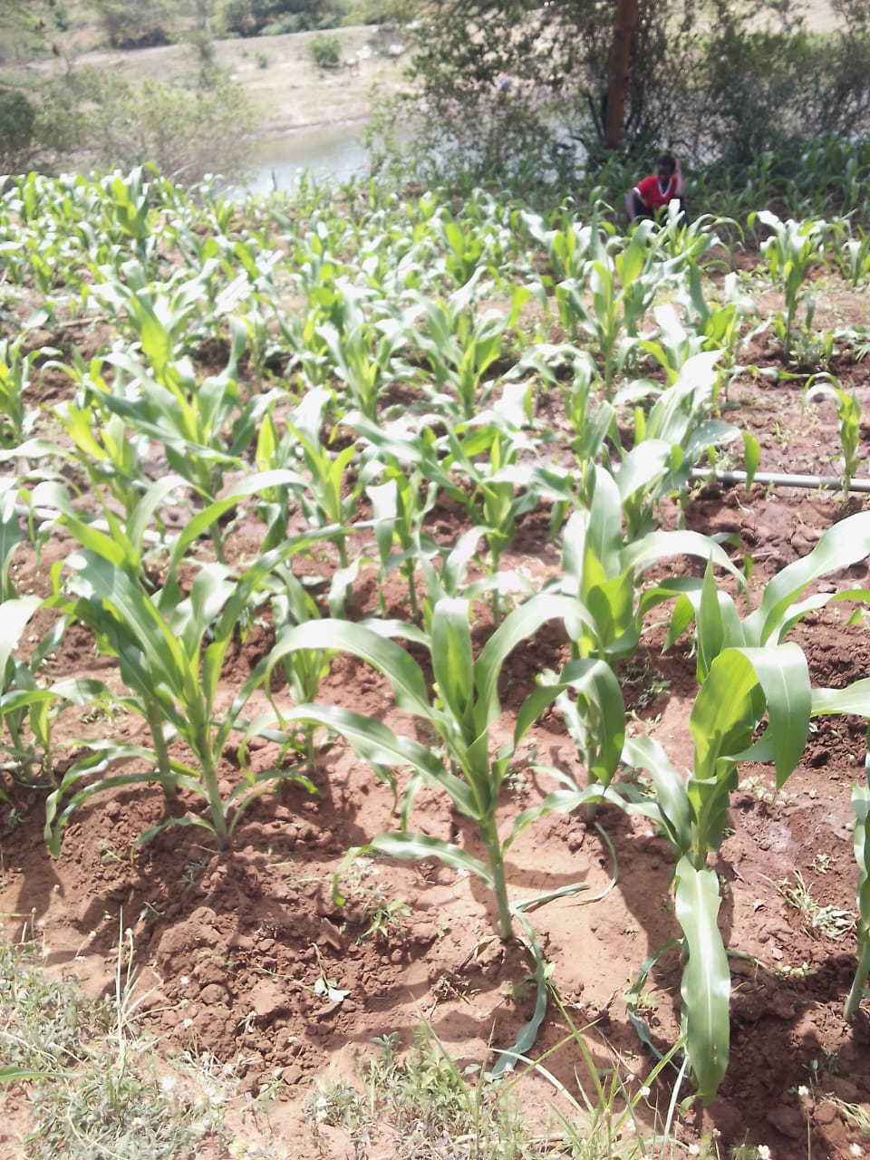 ✍️ Cultivating Resilience: How Farm Safi’s Irrigated Maize Initiative is Redefining Food Security in Machakos County